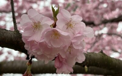 Does a Reductionist Model Work?